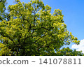 The sacred camphor tree of Kasuga Shrine, lush with new leaves 141078811