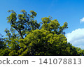 The sacred camphor tree of Kasuga Shrine, lush with new leaves 141078813