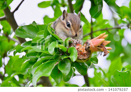 Chipmunk eating a pomegranate Chipmunk eating a pomegranate 141079287