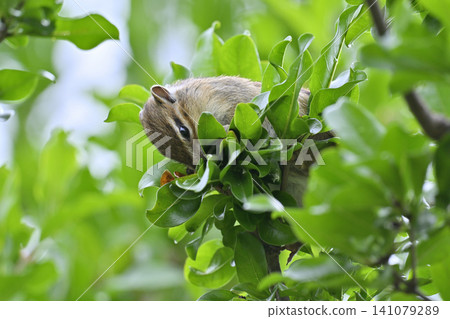 Chipmunk eating a pomegranate 141079289