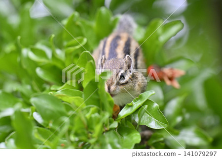 Chipmunk eating a pomegranate Chipmunk eating a pomegranate 141079297