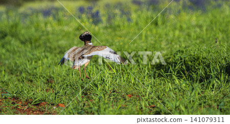 Little Bustard, Spain Little Bustard, Spain 141079311