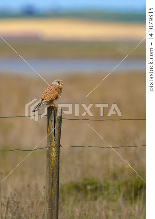 Lesser Kestrel, Lagunas de Villafafila Natural Reserve, Spain Lesser Kestrel, Lagunas de Villafafila Natural Reserve, Spain 141079315