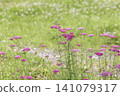 Pink yarrow flowers blooming in the meadow 141079317
