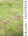 Pink yarrow flowers blooming in the meadow 141079318