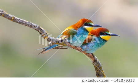Bee-eater, Spain Bee-eater, Spain 141079333