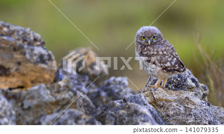 Little Owl, Spain 141079335