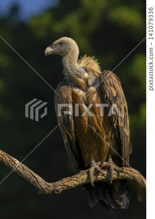 Eurasian Griffon Vulture, Spain Eurasian Griffon Vulture, Spain 141079336