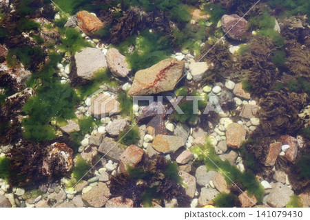 A beautiful view of the seabed with seaweed and rocks. A beautiful view of the seabed with seaweed and rocks. 141079430