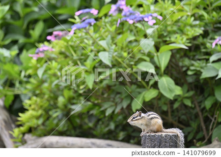 A chipmunk standing with hydrangeas in the background. A chipmunk standing with hydrangeas in the background. 141079699