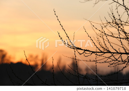 Closeup view of tree silhouette against sunset sky Closeup view of tree silhouette against sunset sky 141079718
