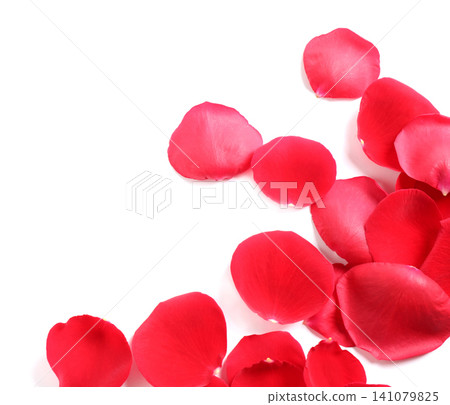Fresh red rose petals on white background, top view Fresh red rose petals on white background, top view 141079825