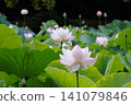 Landscape with lotus flowers 141079846