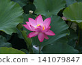 Landscape with lotus flowers 141079847