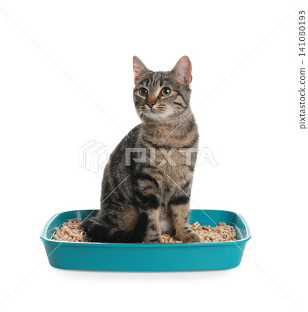 Tabby cat in litter box on white background Tabby cat in litter box on white background 141080193