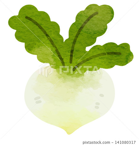 Simple turnip illustration in watercolor style Simple turnip illustration in watercolor style 141080317