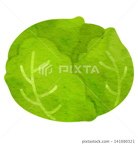 一幅簡單的水彩風格捲心菜插圖。 一幅簡單的水彩風格捲心菜插圖。 141080321