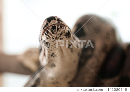 Brown boa constrictor outdoors, closeup. Exotic snake Brown boa constrictor outdoors, closeup. Exotic snake 141080346