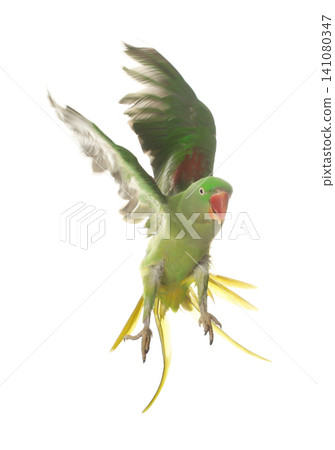 Beautiful Alexandrine parakeet flying isolated on white Beautiful Alexandrine parakeet flying isolated on white 141080347