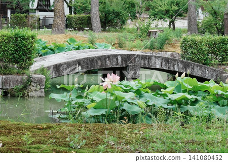 建仁寺北條池中漂浮著蓮花。 建仁寺北條池中漂浮著蓮花。 141080452