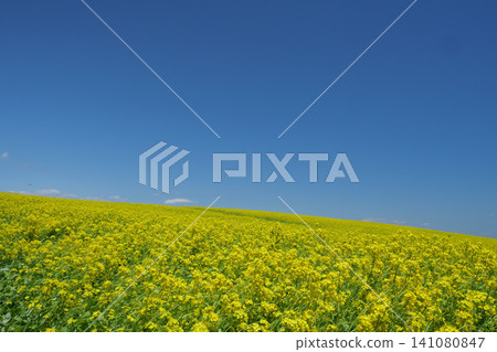 Rape flower field and blue sky Rape flower field and blue sky 141080847