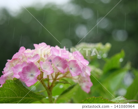 雨繡球花 雨繡球花 141080964