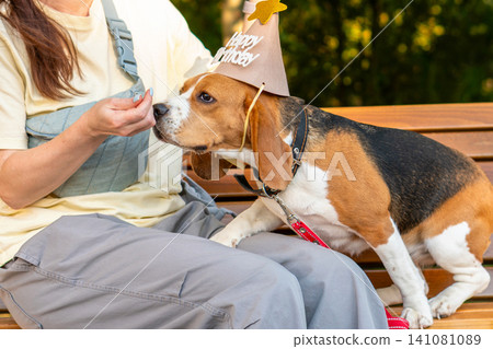 Woman Feeding Beagle Wearing Birthday Hat Outdoors Woman Feeding Beagle Wearing Birthday Hat Outdoors 141081089