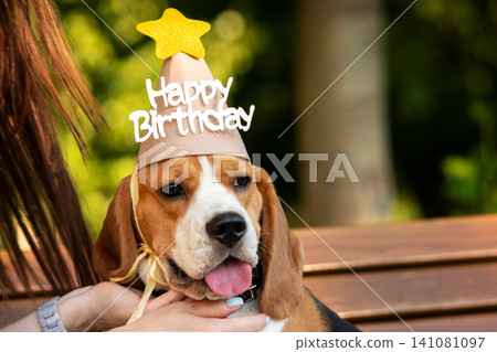 Beagle Wearing Happy Birthday Party Hat Portrait Beagle Wearing Happy Birthday Party Hat Portrait 141081097