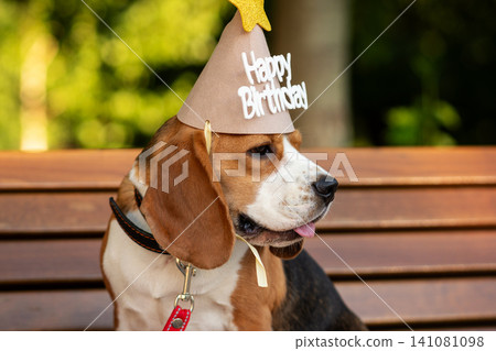 Side Portrait of Beagle Wearing Birthday Hat Side Portrait of Beagle Wearing Birthday Hat 141081098