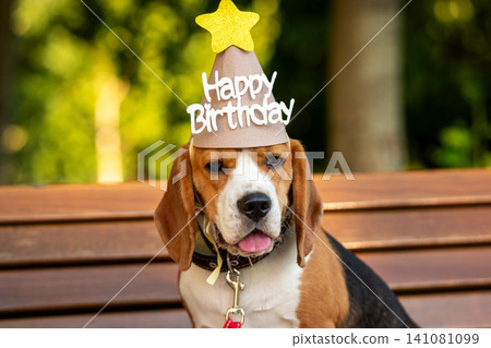 Beagle Sitting in Birthday Hat on Park Bench Beagle Sitting in Birthday Hat on Park Bench 141081099