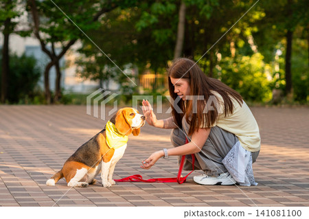 Woman Training Beagle with High Five Command Outdoors Woman Training Beagle with High Five Command Outdoors 141081100