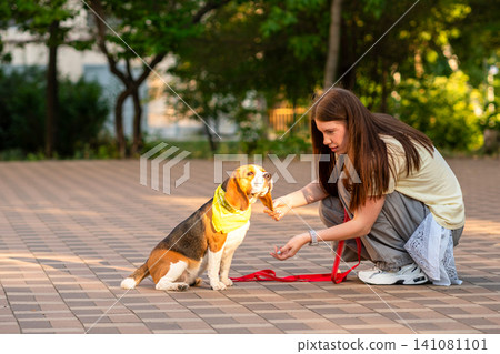 Woman Rewarding Trained Beagle During Obedience Session Woman Rewarding Trained Beagle During Obedience Session 141081101