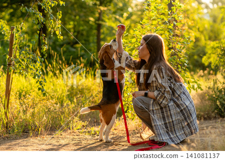 Beagle Reaching for Treat During Positive Reinforcement Training Beagle Reaching for Treat During Positive Reinforcement Training 141081137
