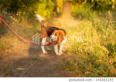 Beagle Walking on Forest Trail During Evening Walk Beagle Walking on Forest Trail During Evening Walk 141081143