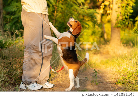 Beagle Jumping on Owner During Training Session Beagle Jumping on Owner During Training Session 141081145