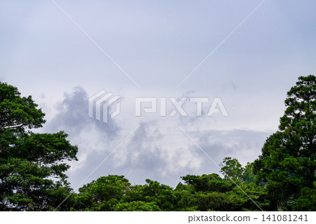 Cloudy sky and the green of the forest Cloudy sky and the green of the forest 141081241