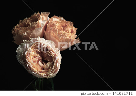 Beautiful roses on black background, space for text. Floral card design with dark vintage effect Beautiful roses on black background, space for text. Floral card design with dark vintage effect 141081711