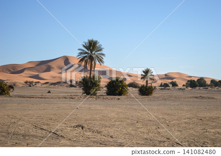 Merzouga, Morocco: The vast sand dunes of Erg Cheb in the Sahara Desert and date palm trees Merzouga, Morocco: The vast sand dunes of Erg Cheb in the Sahara Desert and date palm trees 141082480