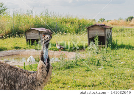 Horizontal medium shot of an exotic big emu bird standing on green grass field paddock inside a farm zoo park enclosure with wooden houses and pond background Horizontal medium shot of an exotic big emu bird standing on green grass field paddock inside a farm zoo park enclosure with wooden houses and pond background 141082649