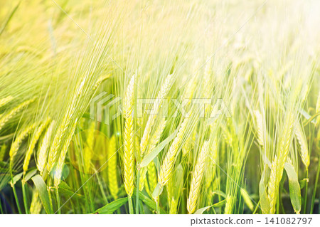Field, nature and wheat grass in meadow for environment, ecosystem and landscape conservation. Natural background, wallpaper and plant, rye and barley growing for agriculture, farming and ecology 141082797