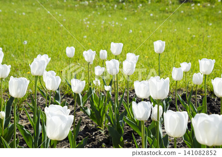 A flower bed with white tulips. White tulips, bulbous plants. White flowers A flower bed with white tulips. White tulips, bulbous plants. White flowers 141082852