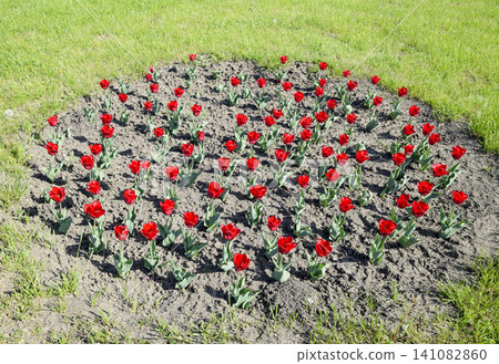 Red flowers of tulips on a flower bed. A flower bed with tulips Red flowers of tulips on a flower bed. A flower bed with tulips 141082860