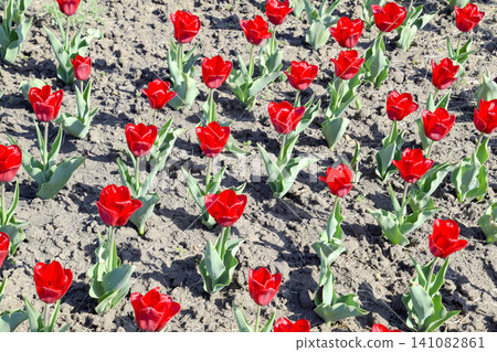 Red flowers of tulips on a flower bed. A flower bed with tulips Red flowers of tulips on a flower bed. A flower bed with tulips 141082861