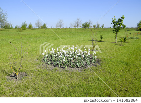 A flower bed with white tulips. White tulips, bulbous plants. White flowers A flower bed with white tulips. White tulips, bulbous plants. White flowers 141082864