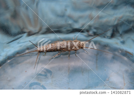 Insect feeding on paper - silverfish Insect feeding on paper - silverfish 141082871