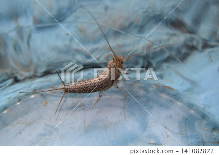 Insect feeding on paper - silverfish 141082872