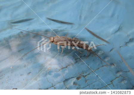 Insect feeding on paper - silverfish Insect feeding on paper - silverfish 141082873