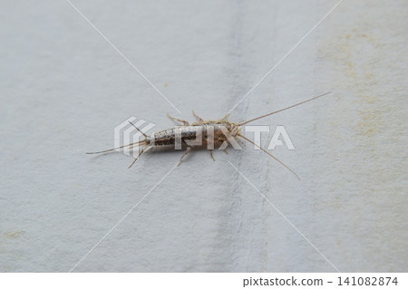Insect feeding on paper - silverfish Insect feeding on paper - silverfish 141082874