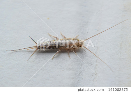 Insect feeding on paper - silverfish Insect feeding on paper - silverfish 141082875