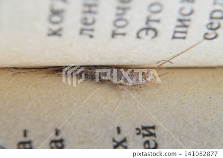Insect feeding on paper - silverfish Insect feeding on paper - silverfish 141082877